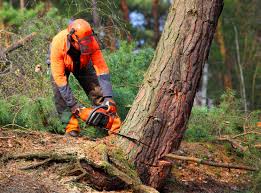 Best Fruit Tree Pruning  in West Blocton, AL