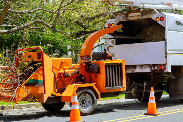 Best Tree Removal  in West Blocton, AL