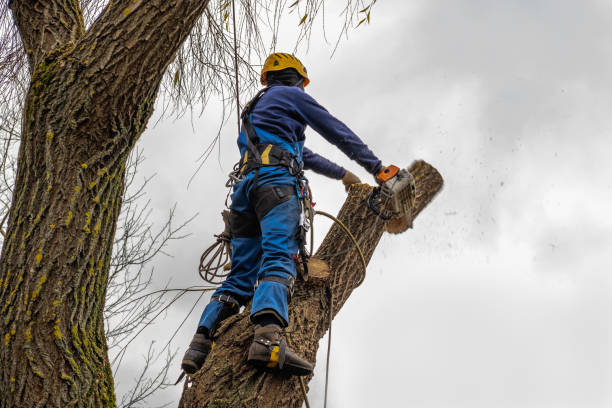 Best Palm Tree Trimming  in West Blocton, AL