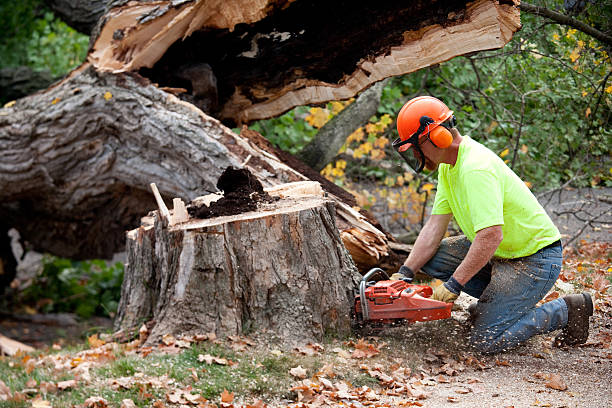 Best Commercial Tree Services  in West Blocton, AL