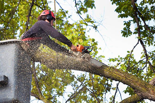 Best Weed Control  in West Blocton, AL